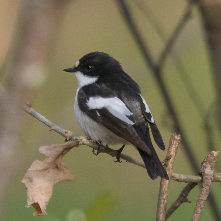 European pied flycatcher - male